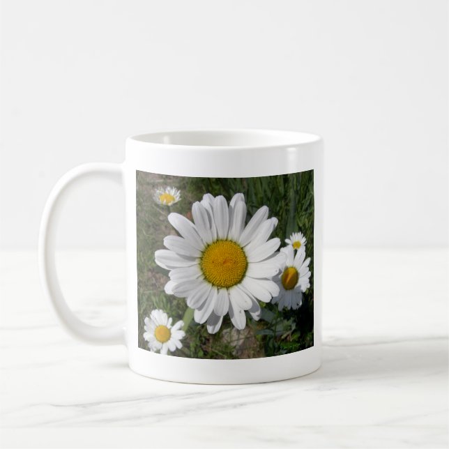 Shasta Daisy (höchstens Chrysanthemum) Tasse (Links)