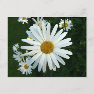 Shasta Daisy Postkarte
