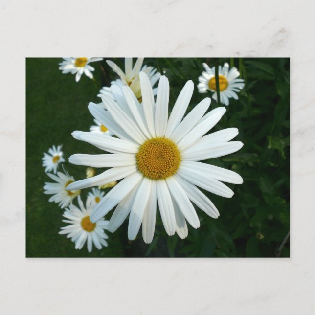Shasta Daisy Postkarte (Vorderseite)
