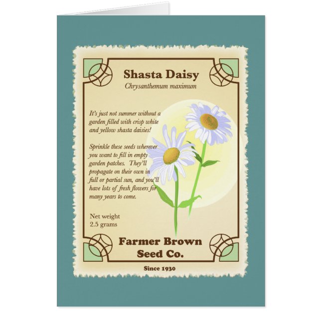 Shasta Daisy Seed Packet (Vorne)