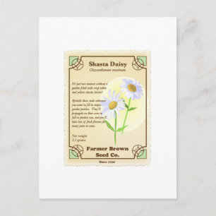 Shasta Daisy Seed Packet Postkarte