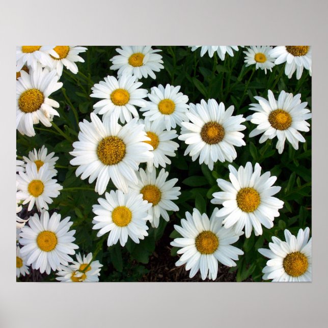 Shasta Daisy Summer Poster (Vorne)