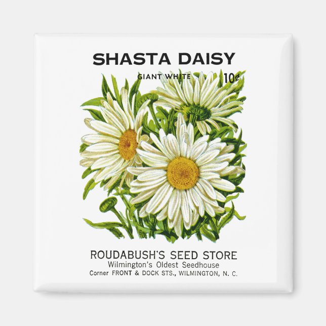Shasta Daisy Vintag Seed Packet Magnet (Vorne)