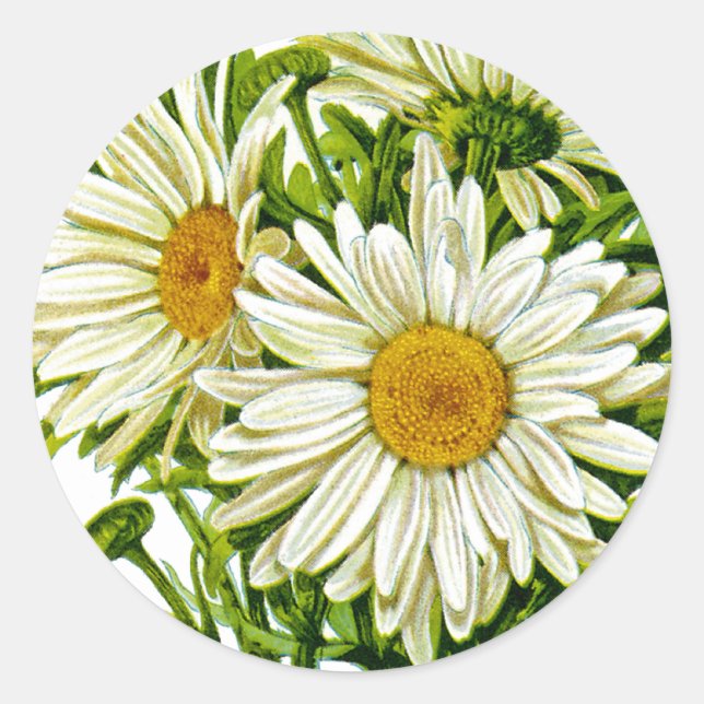 Shasta Daisy Vintag Seed Packet Runder Aufkleber (Vorderseite)