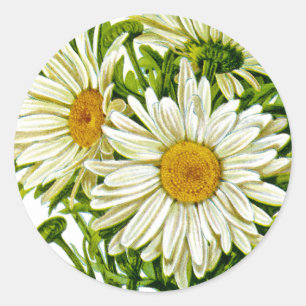Shasta Daisy Vintag Seed Packet Runder Aufkleber