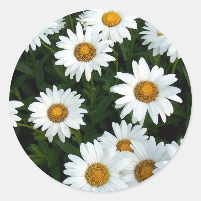Shasta Daisy (WestCreek) Sticker (Vorderseite)