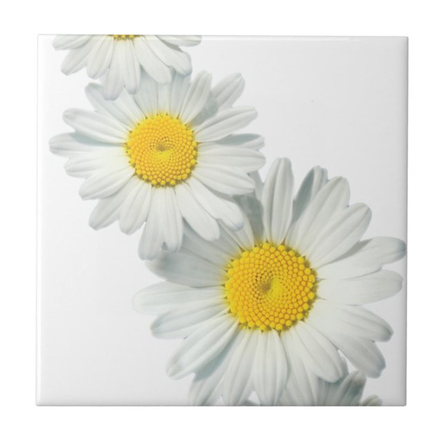 Shasta-Gänseblümchen Fliese (Vorderseite)