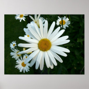 Shasta Gänseblümchen Poster