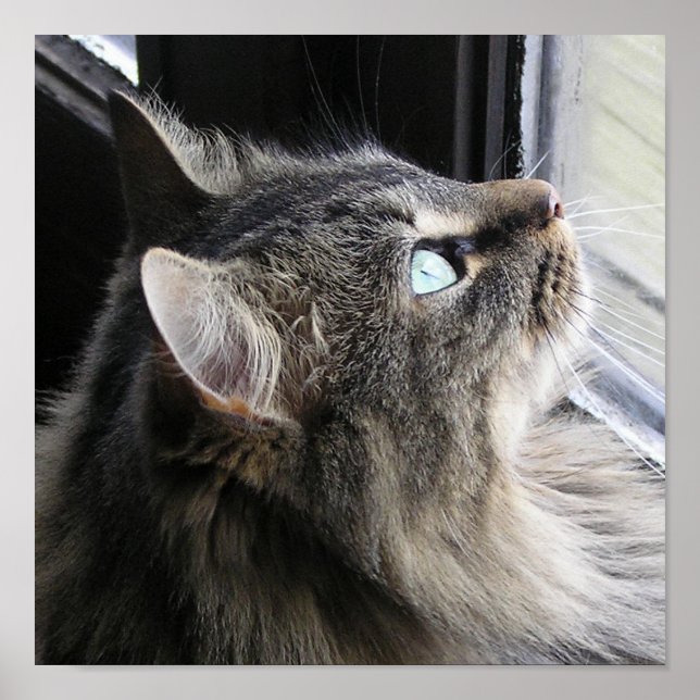 Shasta - in Gedanken Poster (Vorne)