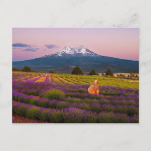 Shasta Lavender Sunset.. Postkarte