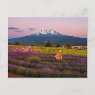 Shasta Lavender Sunset.. Postkarte