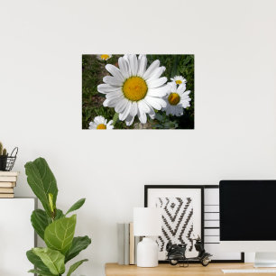 Shasta-Margerite (Chrysanthemum maximum) Poster