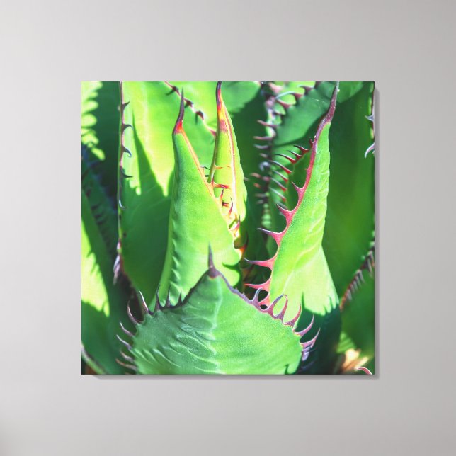 Shaw's Agave Leinwanddruck (Vorderseite)
