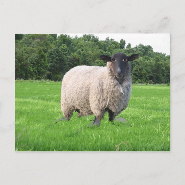 Sheal Postkarte (Vorderseite)