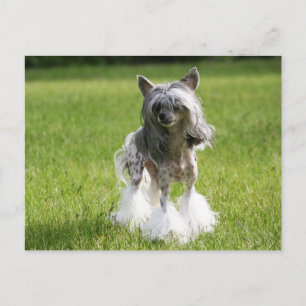 Sheeba Green Grass Postkarte