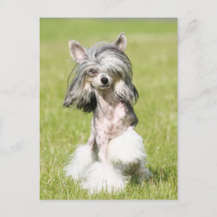 Sheeba Pointing Postkarte