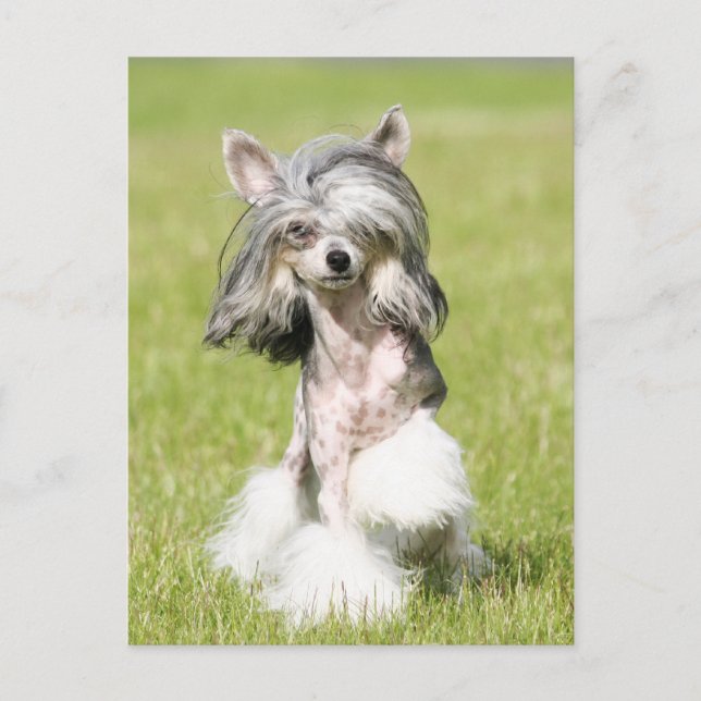 Sheeba Pointing Postkarte (Vorderseite)