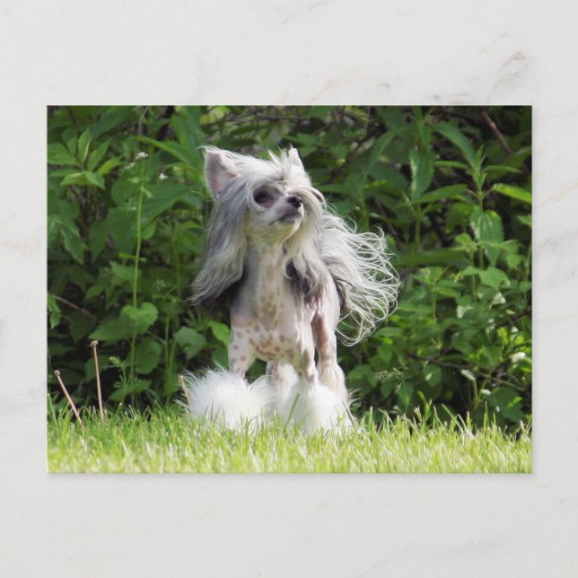 Sheeba sieht auf postkarte (Vorderseite)