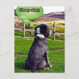Sheep Ahoy Postcard Postkarte