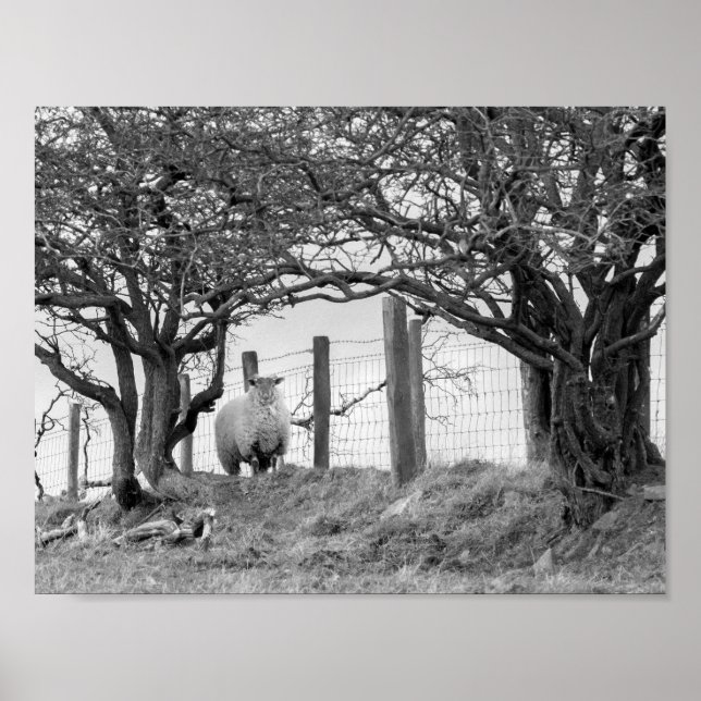 Sheep and trees black and white photograph poster (Vorne)