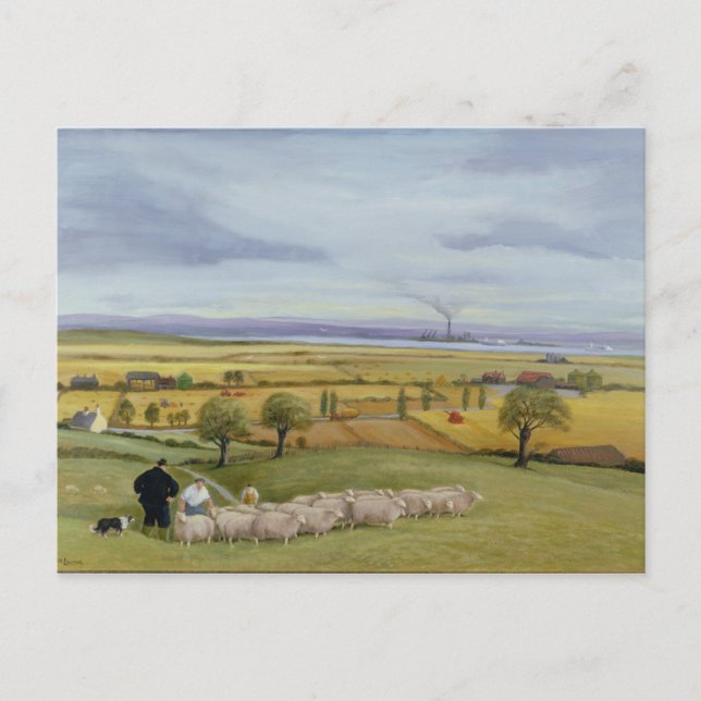 Sheep Bauer Isle of Sheppey Postkarte (Vorderseite)