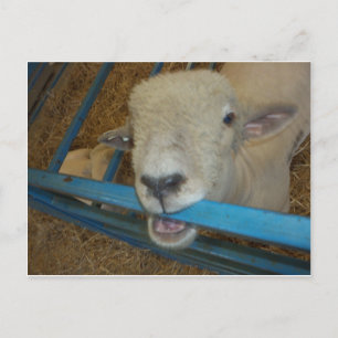 Sheep Chewing Gate Postkarte