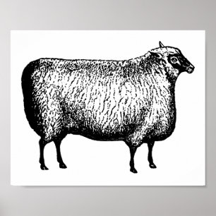 Sheep engraving Print Poster
