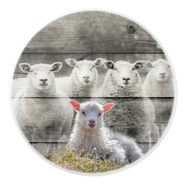 Sheep Flock Baby Lamb Keramikknauf (Vorderseite)
