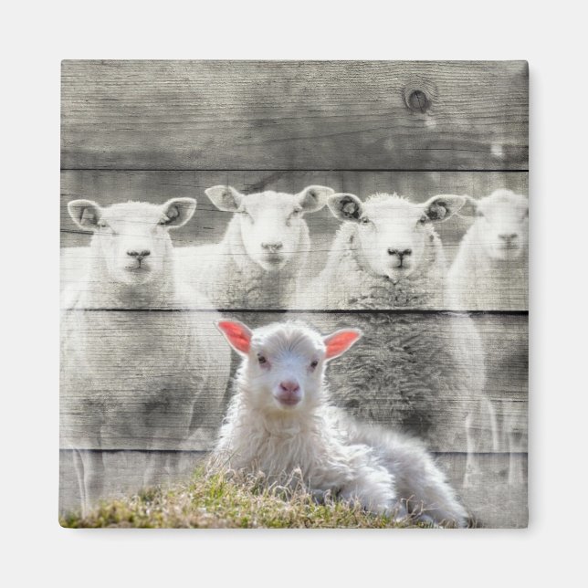 Sheep Flock Baby Lamb Magnet (Vorne)