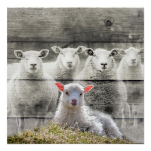 Sheep Flock Baby Lamb Poster
