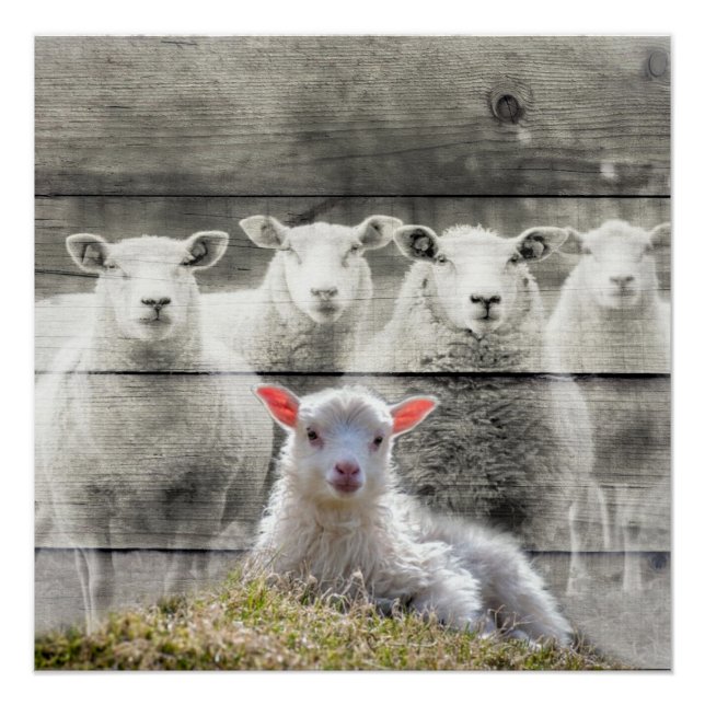 Sheep Flock Baby Lamb Poster (Vorderseite)