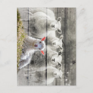 Sheep Flock Baby Lamb Postkarte