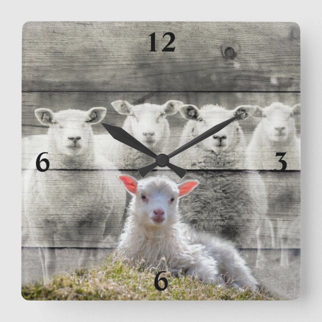 Sheep Flock Baby Lamb Quadratische Wanduhr (Vorderseite)