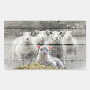 Sheep Flock Baby Lamb Rechteckiger Aufkleber