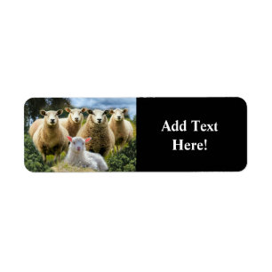 Sheep Flock Sheep Herd Baby Lamb