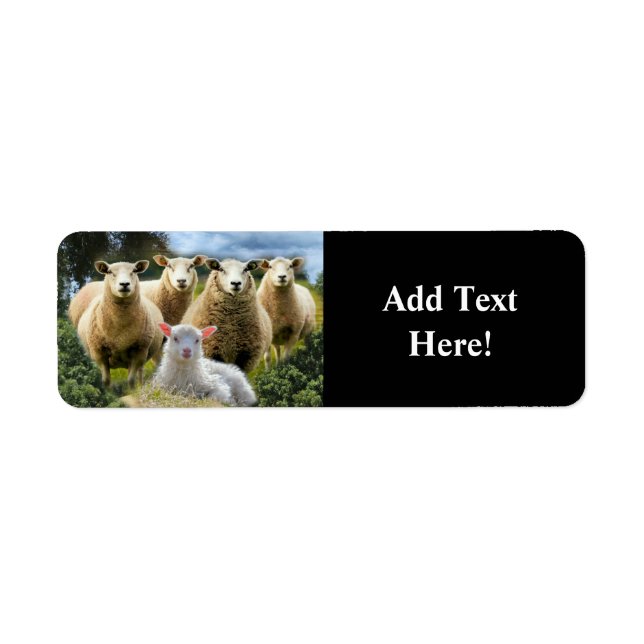 Sheep Flock Sheep Herd Baby Lamb (Vorne)