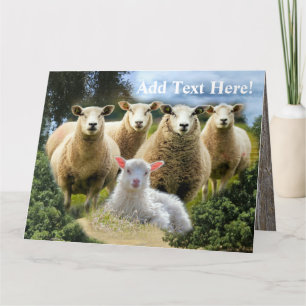 Sheep Flock Sheep Herd Baby Lamb Dankeskarte