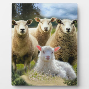 Sheep Flock Sheep Herd Baby Lamb Fotoplatte
