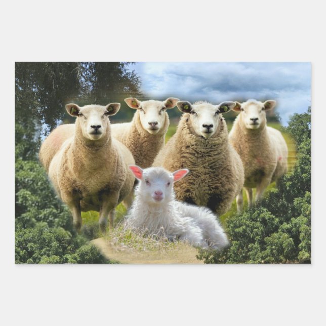Sheep Flock Sheep Herd Baby Lamb Geschenkpapier Set (Vorderseite)