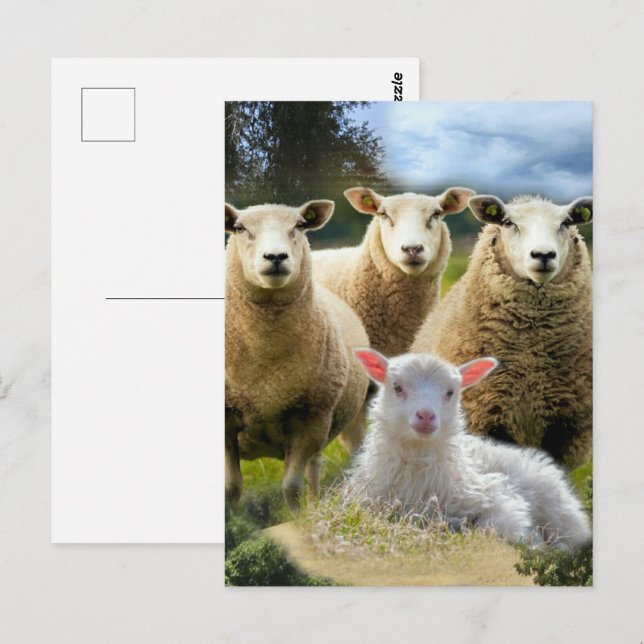 Sheep Flock Sheep Herd Baby Lamb Postkarte (Vorne/Hinten)