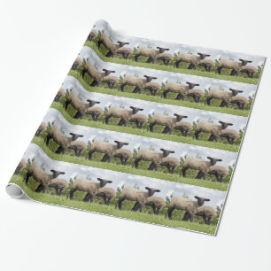 sheep geschenkpapier
