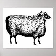 Sheep Gravur Print