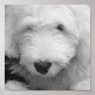 Sheep Hund Foto Poster Print