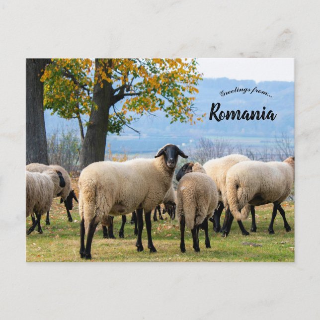Sheep in Rural Romania Postkarte (Vorderseite)