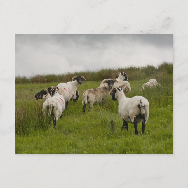 sheep.jpg postkarte (Vorderseite)