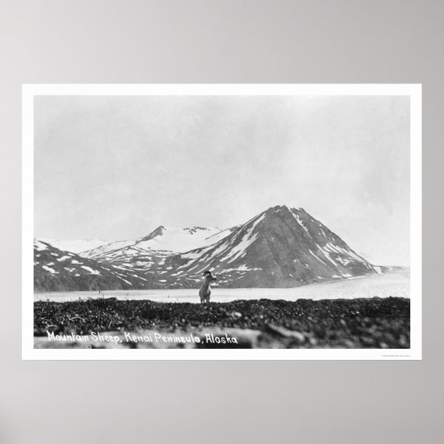 Sheep Kenai Halbinsel Alaska 1912 Poster (Vorne)