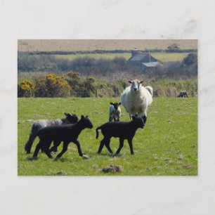 Sheep Lambs Bodmin Moor Cornwall England Postkarte