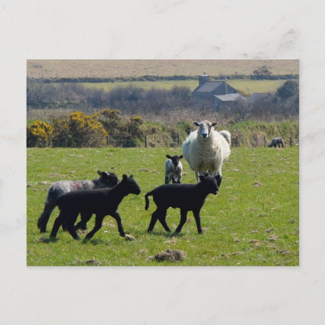 Sheep Lambs Bodmin Moor Cornwall England Postkarte (Vorderseite)