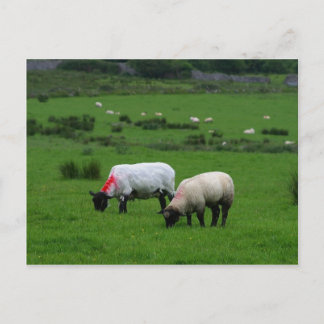 Sheep Near Deerpark Irland Postkarte