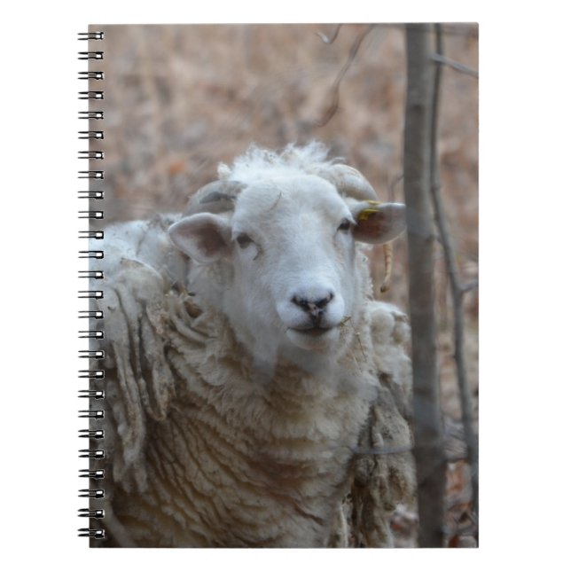Sheep-Notebook Notizblock (Vorderseite)